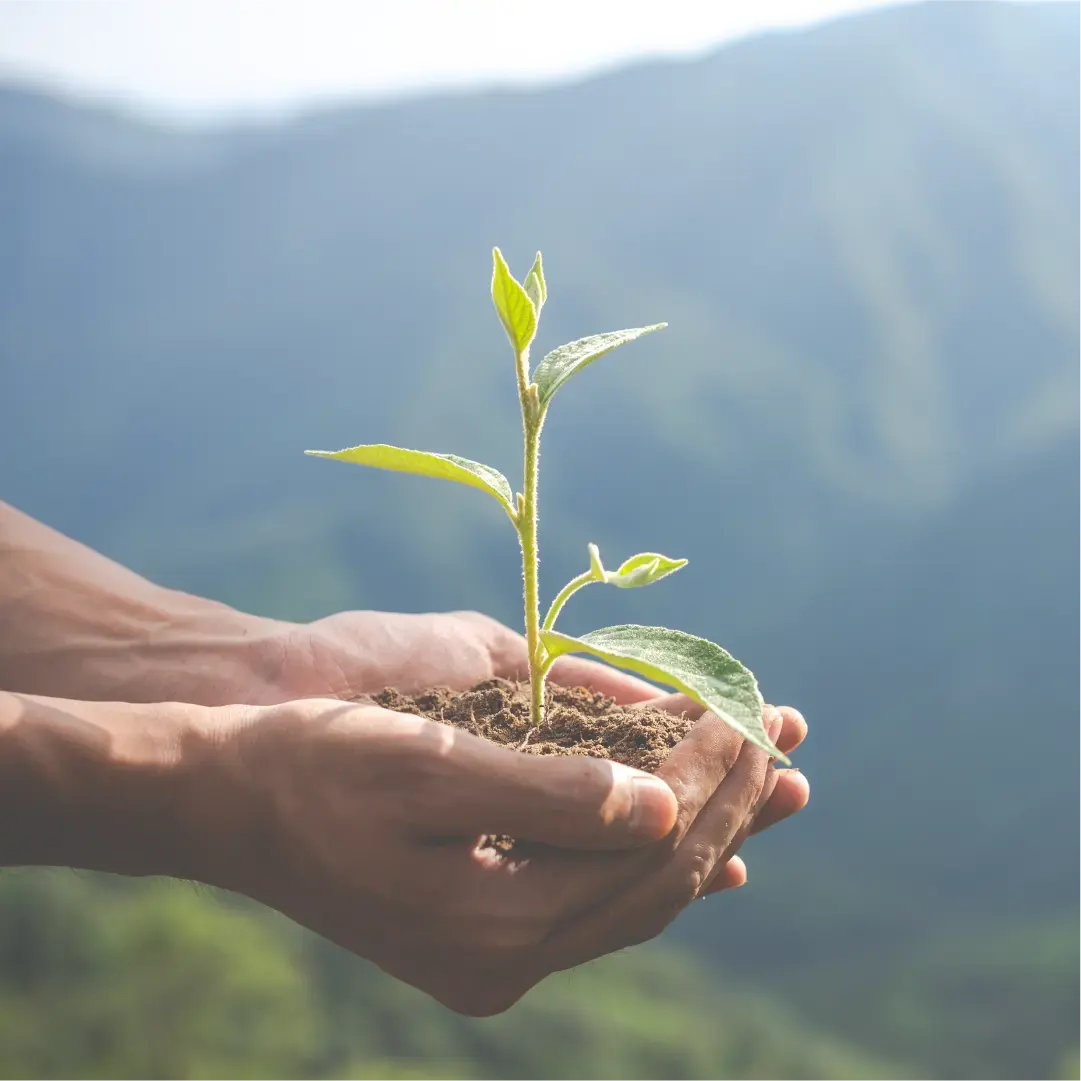 Hands planting a tree in the ground